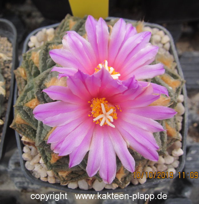 Ariocarpus fissuratus.JPG Ariocarpus fissuratus.JPG